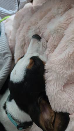Coonhound puppy (Rock Springs)63843455131011123