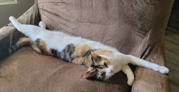 Hermosa gata joven tricolor en busca de un buen hogar - esterilizada y vacunada (oakland lake merritt / grand)63861571457923120