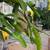 10-year established WHITE dragon fruit plants 8 thumbnail