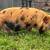 Kunekune pigs (kune kune) 9 thumbnail