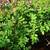 Organic Moringa: Fresh-picked leaves 5 thumbnail