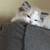 Honey Male Ragdoll 3 thumbnail