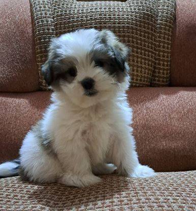 Beutiful Shih Tzu puppies 1