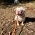 Fluffy Frenchy Mix 2 thumbnail