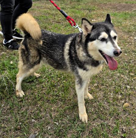 Siberian Husky Available for Adoption570942668900945922