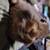 Lionhead rex mix bunny 2 thumbnail
