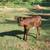 Calf 2 thumbnail