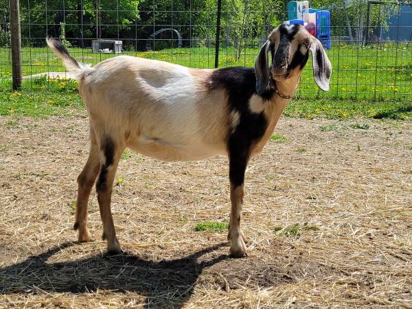 Bred Mini Nubian 1