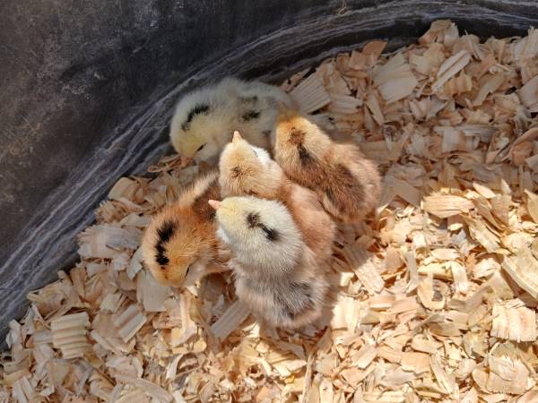 Chicks 1