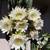 Ornamental cactus 6 thumbnail