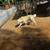 Great Pyrenees 6 thumbnail