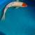 Koi fish tancho 4 thumbnail