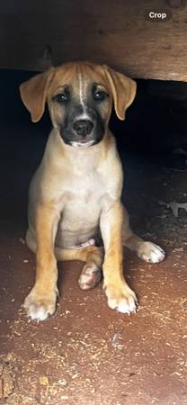 Cachorros Labradores (Bristow)63377407991937123