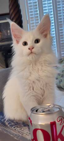Maincoon Kittens 1