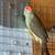 Star finch 1 thumbnail