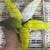 4 and a half months old Parrotlets 2 thumbnail