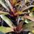 Bromeliads plants More than 50 different Varieties For Sale 24 thumbnail