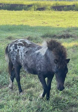 Ponies- 2- fillies 1- colt. (Boling, Tx)63859313952513124