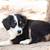mini australian shepherd puppies 5 thumbnail