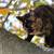Torti cat, and orange tabby male 3 thumbnail