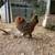 Chicks, hatching eggs 1 thumbnail