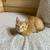 Fidget the kitty 2 thumbnail