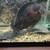AQUARIUM-HUGE FISH TANK - 60 GALLON - PLUS FISH - MOVING 2 thumbnail