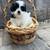 puppy 3 thumbnail