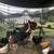LAYING HENS 3 thumbnail