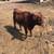 Dexter Highland Bull Calf 9 thumbnail