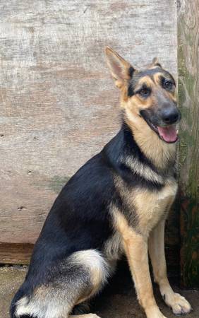 German shepherd female rehome (loganville)63739476511617123