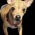 Male dog 2 thumbnail