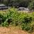 RV Space with Full Hookups at Spacious acre near Monterey 2 thumbnail