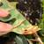 Clown Frogs! 1 thumbnail