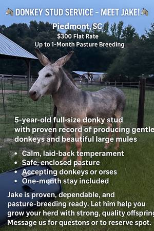 Donkey Stud available 1