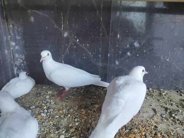 Ring neck doves (san jose downtown)63836591114497121