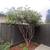 LANDSCAPER y JARDINERÍA “OASIS” 3 thumbnail
