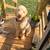 Goldendoodle 1 thumbnail
