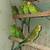 PARAKEETS 6 thumbnail