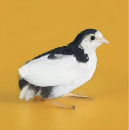 Button Quail Eggs (Phoenix)64047950996483123