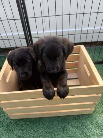 Akc German shepherd pups 1