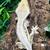 Crested geckos (adults) 2 thumbnail