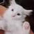 Ragdoll mix kitties 14 thumbnail