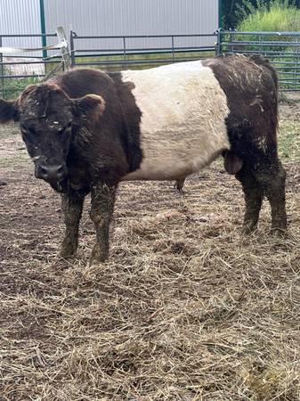 Belted Galloway Dun Bull 1