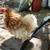 Various hens/gallinas 6 thumbnail