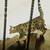Savannah Cats for Rehoming 4 thumbnail