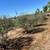 Mature Olive Trees 13 thumbnail
