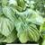 Fresh Herbs 5 thumbnail