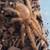 Tarantulas 1 thumbnail
