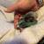 Baby lovebird 4 thumbnail